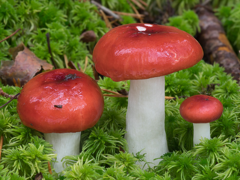 Russula emetica